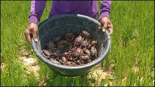 amazing fishing a fisherman skill catch field crabs a lots by hand