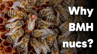 Why Black Mountain Honey Nucs?