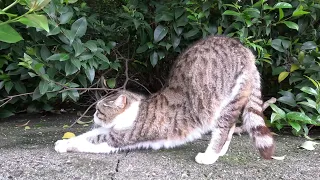 Street cat / Уличный котик