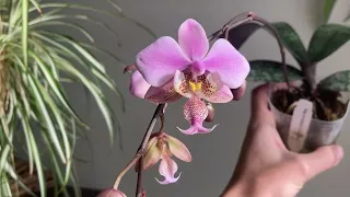 Орхідея фаленопсис Phal. Stuartiana x Schilleriana (Стюартіана х Шиллеріана)