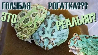 Реальны ли голубые рогатки? И почему их нельзя кормить грызунами?