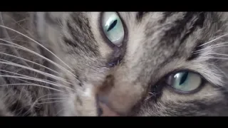 Scarica Kedi  La città dei gatti Film Completo Italiano SUHD 2018