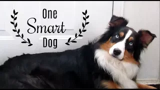 Testing my Australian Shepherd's Intelligence - Dog IQ Test