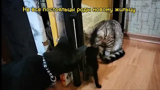 Маленький котенок с тяжёлой судьбой обрёл дом #котята #котенок #pets