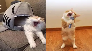 Best Funny Cat Videos Compilation 2021 - 🙀 Funny Cat Moments -Don't Stop Ur Laughter 🙀 #1