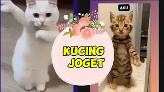 A COMPILATION OF VERY FUNNY JOGGING CATS