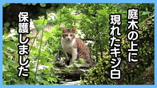 【保護猫】庭木の間に現れたしょんぼり顔のキジ白さんが！