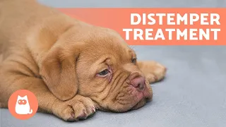 Treating DISTEMPER in DOGS at Home 🐶