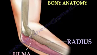 Anatomy Of The Elbow, Animation - Everything You Need To Know - Dr. Nabil Ebraheim