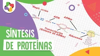 Síntesis de proteínas - Biología - Educatina