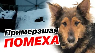 Собака, похожая на Колли, примерзла к сугробу у помойки, «мешая» людям выбрасывать мусор