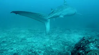 Tiger Shark @ Cocos Island | Nov 2023