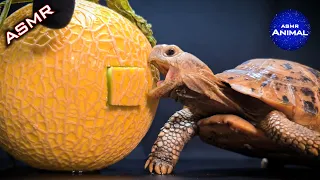 ASMR EATING MELON MUKBANG🍈 Turtle Tortoise 82