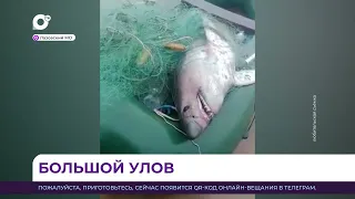 "Я купался в это время": в Приморье выловили крупную акулу