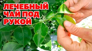 НА КАЖДОЙ ДАЧЕ РАСТЕТ ЧАЙ /ВИШНЯ СМОРОДИНА ЧЕРЕШНЯ ГРУША ЯБЛОНЯ @natureMarusya