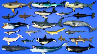 Sharks and Whales: Megalodon, Orca, Blue Whale, Great White Shark, Narwhal, Whale Shark, Etc. MN048