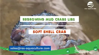 How does Mud Crabs Grow Back their limbs? | Soft shell crab production