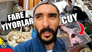 They Eat Guinea Pigs (CUY - RAT) in Ecuador!! 🇪🇨 🐹 ~482