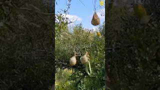 snake attacked on nest. Birds are IN danger.