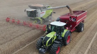 sklizeň pšenice v Blížkovicích 2020