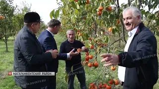 В Южном Дагестане начался сбор хурмы