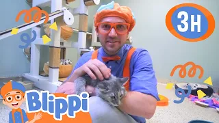 Blippi LOVES animals | BLIPPI | Kids TV Shows | Cartoons For Kids | Fun Anime | Popular video