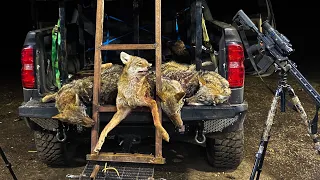 Coyote hunting, (Thermal Hunting)(4 coyotes, 1 Bobcat and a Fox DOWN!) with Tactical Pursuit