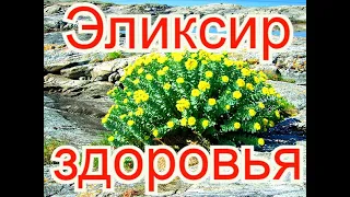 Золотой корень аналог Женьшеня Родиола розовая Лечебные свойства     4 рецепта