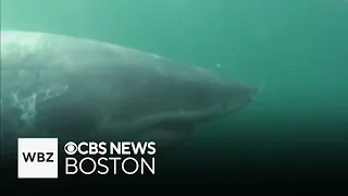 Great white shark bites seen on whales and seals in Massachusetts waters