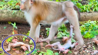 OMG !Baby monkey MOSLEY jumping to hugs mom fails fell on the ground - but mom ignore care for him