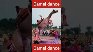 flying camel #shorts #camel #cameldance