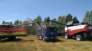 Убираем озимую пшеницу. Torum 780, Torum 740, Claas tucano 580