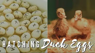 Incubating Ducklings (Start To Finish) Everything You Need To Know | Gold Shaw Farm Sent Us Eggs!!!