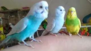 Budgies Love My Hand so Much