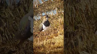 Lapwing at the rspbpulbouroughbrooks