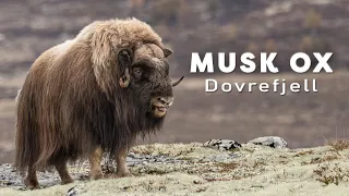 Musk oxen in Dovrefjell / Norway     ( Moschusochsen im Dovrefjell / Norwegen) 2023