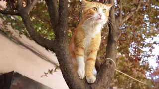 Kedi  -  Trailer (ซับไทย)