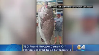 350-Pound Grouper Caught Off Southwest Florida