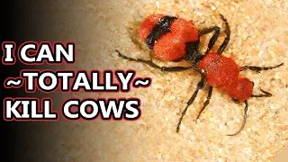 Red Velvet Ant facts: they're not actually ants for starters... | Animal Fact Files