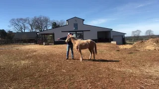 Teaching a young horse to lead