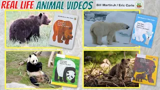 Learn ANIMALS NAMES | Eric Carle Books | Brown Bear Brown Bear What Do You See? | Polar Bear