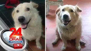 Pet dog, laging tumatakas para gumapang sa kalsada | 24 Oras Weekend