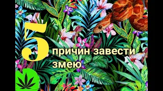 5 причин завести маисового полоза! 5 причин завести змею.