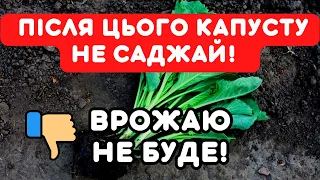 ПОГАНІ ПОПЕРЕДНИКИ! ТА ГАРНІ! Овочі, після яких не можна висаджувати капусту, врожаю не буде