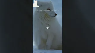 Arctic Fox Wonders ❄️🦊#viral #arcticfox