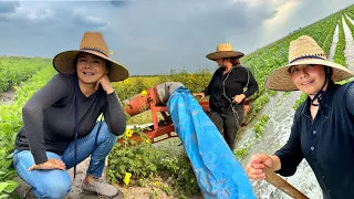 HERMANITAS EN EL RIEGO DE FRIJOL PINTO | QUE GRANDE ESTÁ YA !!