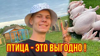 Бройлер - супер выгодная птица ! Итоги выращивания ! Цыплята,утята, гусята🐥 Детские ясли в птичнике