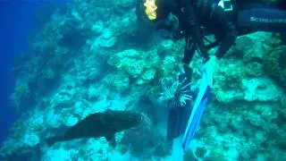 Scuba Diving, Little Cayman, Grouper Eats Lionfish