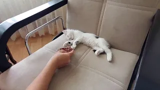 Kitten Wakes up to the Smell of Wet Food || ViralHog