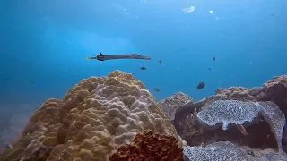 Scuba Dive - Crystal Bay, Nusa Penida, Indonesia